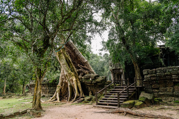 Angkor wat - one of the temples in the khmer complex with roots and trees over the walls - Siem Reap, Cambodia