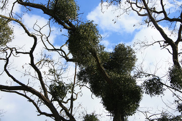 Mistel in Baumkrone