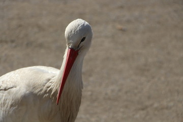 Neugieriger Storch