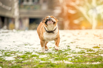 Bulldog with the wooden stick running on field,selective focus