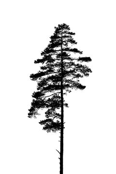 Black and white silhouette of a lonely single pine tree