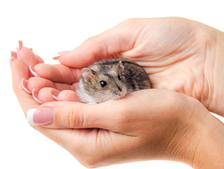 Jungar hamster in the woman's hands isolated on white