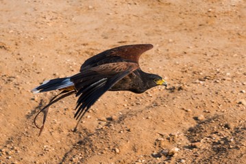 A trained harris hawk in flight profile