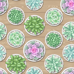 Seamless pattern with succulents. Echeveria, Jade Plant and Donkey Tails