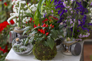 Terrarium creative garden