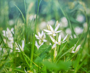 flowers birdwort (Ornithogalum arcuatum) in the grass in the summer morning