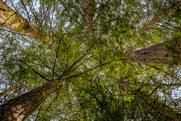 Sequoia tree tops agains the sky in the Redwoods Forest in California