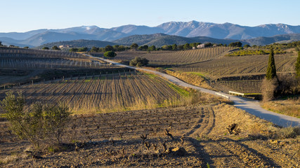 Fototapeta na wymiar Vineyards in Catalonia
