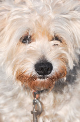 funny fluffy cross breed dog close up portrait