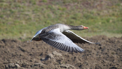Fliegende Graugans
