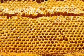 Studio shot of organic honey in a honey-comb - healthy food concept