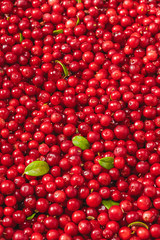Fresh organic cranberries with green leaves over it - studio shot