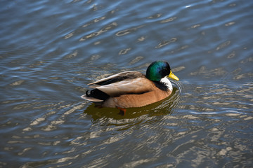Different Types Ducks Male Female Black Brown Green White Ice Water Winter Sun Bright Sunshine Birds Animals Nature