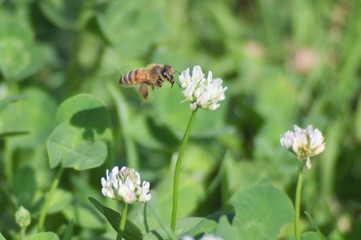 シロツメグサとミツバチ