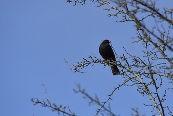 Amsel auf Baum