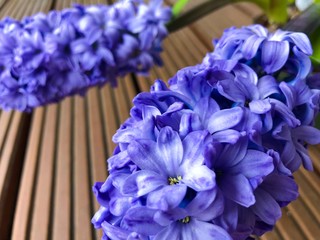 Flowering close up Blue Hyacinth Hyacinthus orientalis in the new spring season red wooden background