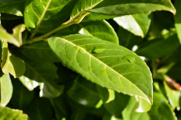 Green Leaves Leaf Plant Bush Nature Black Berries Bloom Sun Sunshine Bright Colorful
