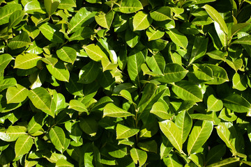 Green Leaves Leaf Plant Bush Nature Black Berries Bloom Sun Sunshine Bright Colorful