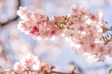 熱海桜の花