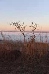 Baum am Ufer des Stettiner Haffs