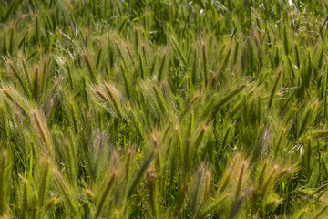 False barley field in Southern Italy