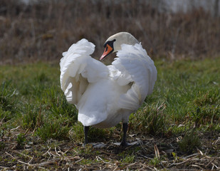 Höckerschwan am Land