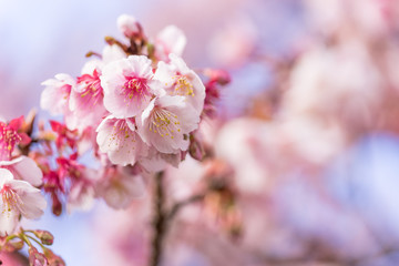 Fototapeta na wymiar 熱海桜の花