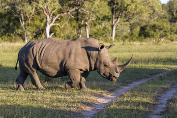 Fototapeta premium White Rhino bull in tj Sabi Sands Game Reserve, park of the Greater Kruger Region, in South Africa