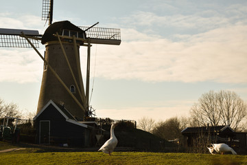 Obraz premium Windmill Holland Beautiful Sky Clouds Mill Animals Farm Dutch Old Blue Purple Grass Tree Hoofddorp
