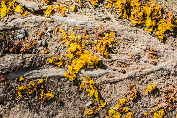 background Flower yellow with wood.