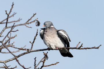 Ringeltaube sitzt auf einem Blattlosen Ast und hebt die Flügel 