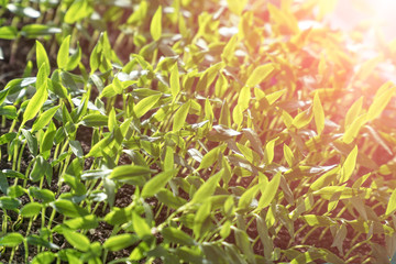 Young green seedling sprouts, and seedlings in the sunlight. Selective focus