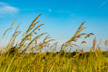 grashalme gegen blauen himmel, wiese im sommer