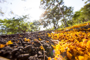 Background yellow flowers on the street with sunlight.