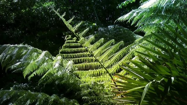 Native New Zealand Silver Tree Ferns (ponga or punga in the Maori language), moving in the wind in a sub-tropical rain-forest. The Silver Fern is a national symbol of New Zealand.