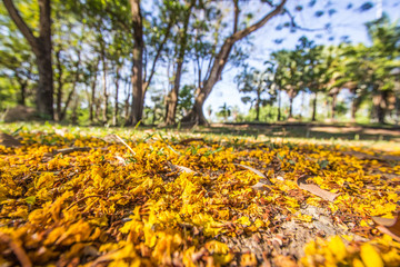 Obraz premium Background yellow flowers on the street with sunlight.