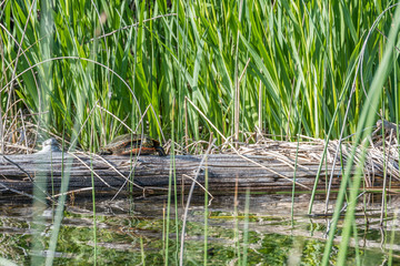 Kanada - Schildkröte beim Sonnen am Dutch Lake in Clearwater