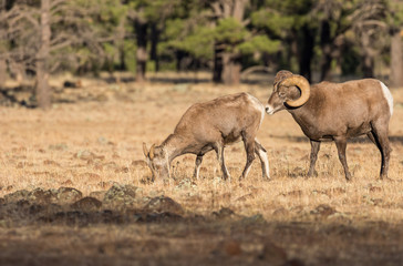 Bighorn Sheep in the Fall Rut