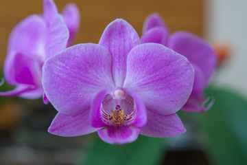 Fototapeta na wymiar Orchideen nahaufnahme