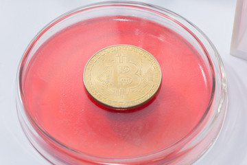 bitcoin and petri dish on white background