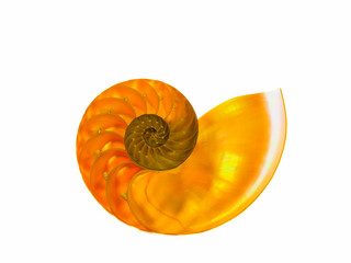 Closeup of a beautiful nautilius orange shell on a white background