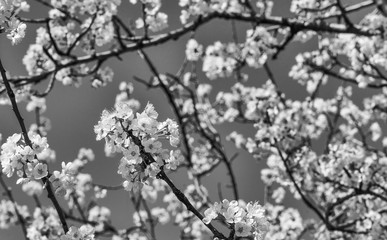 Cherry tree blossoms on a beautiful spring day in Tuscany