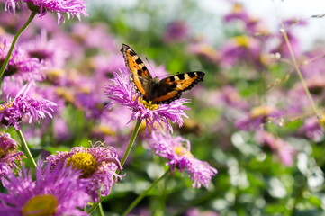 Butterfly-urticaria on the  pink flower of perennial asters in early autumn.