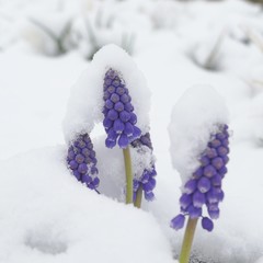Snow covered grape hyacinth 