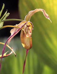 Frauenschuh Orchidee im Wald