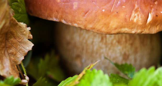 Boletus Mushroom, Dolomites