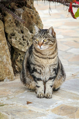 Obraz premium Portrait einer Katze 