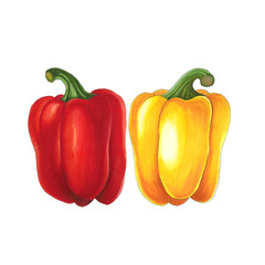 Pepper on a white background. Sketch done in alcohol markets