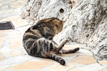 Portrait einer Katze 