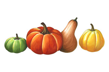 Pumpkins on a white background. Sketch done in alcohol markets